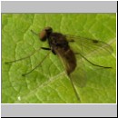 Chrysopilus erythrophthalmus - Schnepfenfliege 01.jpg